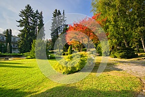 Red coloured tree in the park in Sliac spa resort