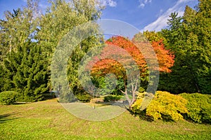 Red coloured tree in the park in Sliac spa resort by Hotel Palace