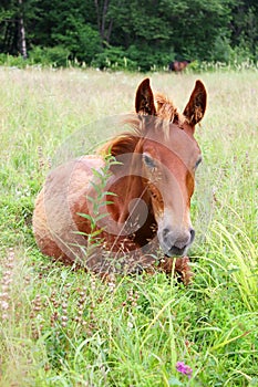 Red colt photo