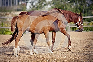 Red colt with white legs with a red mare