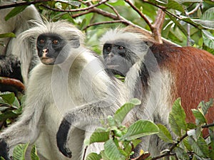 Red colubus monkeys