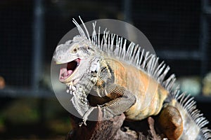 Red columbian iguana