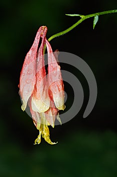 Red Columbine - Aquilegia canadensis