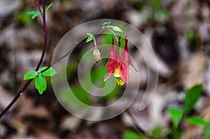 Red Columbine with Bud