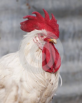 Red comb Chicken