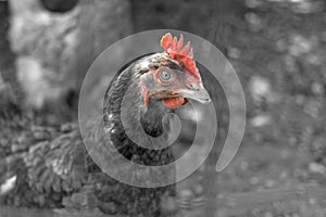 Red comb hen on a monochrome background
