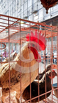 The Red Combed Rooster with the Two Hens in a cage at a market in the city of Bandung, West Java, Indonesia