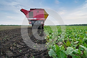 Red combine harvester harvests of sugar beet at photo
