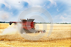 Red combine harvester is working during harvest time in the farmerâ€™s fields, bird swallow is  flying in the sky