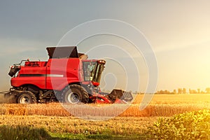 Red combine harvester is working during harvest time in the farmerâ€™s fields, machine is cutting grain plants at sunset