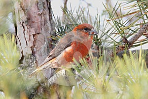 Red & x28;or Common& x29; Crossbill