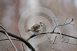 Red common crossbill loxia curvirostra female