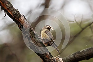 Red common crossbill loxia curvirostra female