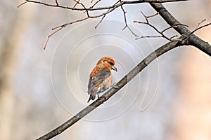 Red common crossbill loxia curvirostra male sitting on branch of bush