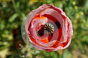A red common poppy flower