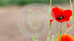 Red common poppy flower, its sepals with black spots at their base and its gynoecium