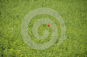 Red Common poppy isolated in green grass