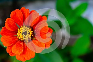 Red common zinnia in a garden surrounded by greenery under sunlight with a blurry background