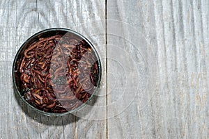 Red compost worms in a plastic fishing box on a faded wooden gray background. Background