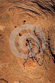 Red Concave Rock in Arizona, with a Dry Branch and  some Clumbps of Soil