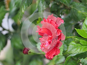 Red Confederate rose among leaves