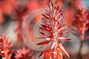 Red conical flowers of Candelabra aloe