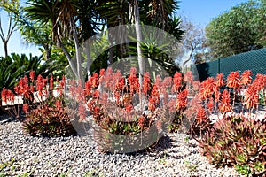 Red conical flowers of the flowering succulent, Candelabra aloe