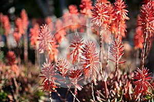 Red conical flowers of the flowering succulent, Candelabra aloe