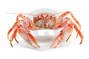 Red cooked crustacean or crab isolated on white background with clipping path photo