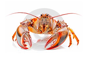 Red cooked crustacean or crab isolated on white background with clipping path photo