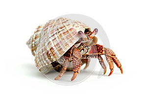 Red cooked hermit crab isolated on white background with clipping path