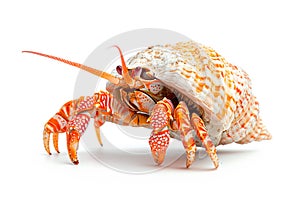 Red cooked hermit crab isolated on white background with clipping path