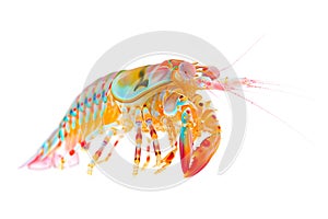 Red cooked mantis shrimp or prawn isolated on white background with clipping path