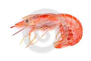 Red cooked prawn or shrimp isolated on white background. Top view