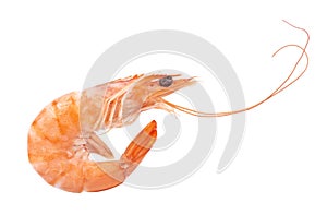 Red cooked prawn or tiger shrimp isolated on white background