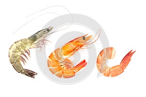 Red cooked prawn or tiger shrimp isolated on white background