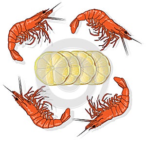 Red cooked prawn or tiger shrimp vector illustration isolated on white background