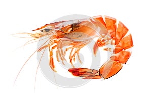 Red cooked tiger king prawn or shrimp isolated on white background with clipping path