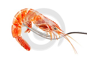 Red cooked tiger king prawn or shrimp isolated on white background with clipping path