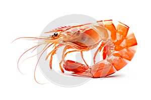 Red cooked tiger king prawn or shrimp isolated on white background with clipping path