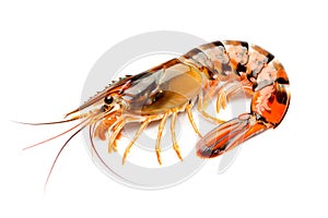 Red cooked tiger king prawn or shrimp isolated on white background with clipping path