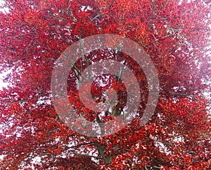 Beautiful red copper breech tree sylvatica forma purpurea photo