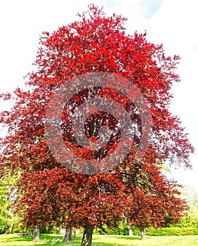 Beautiful red copper breech tree sylvatica forma purpurea photo