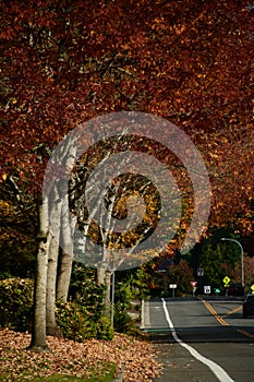 Red and copper foliage over residential road