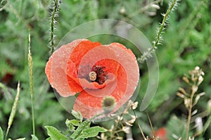 Red Coquelicot