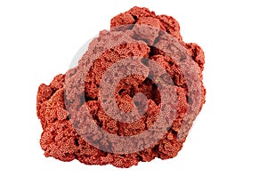 Red Coral