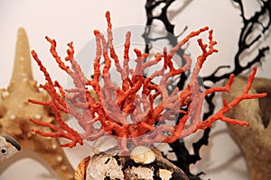 Red Coral