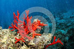 Red coral