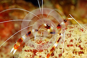 Red or Coral Banded Shrimp photo