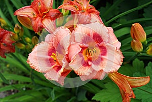 Red and coral colored hemerocallis, daylily